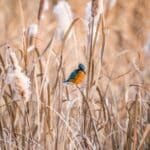 aperture for bird photography