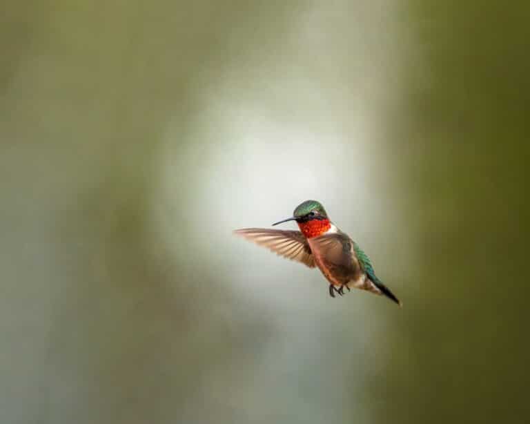 bird photography tips and tricks