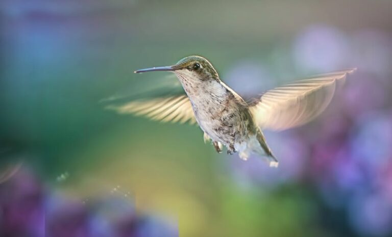 hummingbird shutter speed