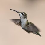 best camera settings for hummingbird pictures