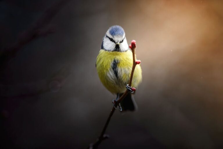 composition tips bird photos
