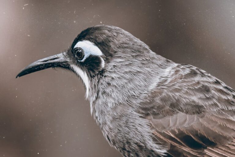 bird photography lightroom presets