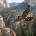 bird photography focus mode