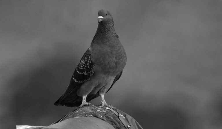 improve pigeon photo composition