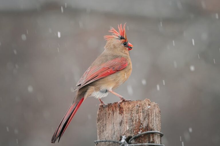 bird photography post processing