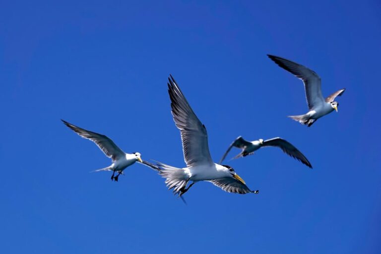 birds in flight photography