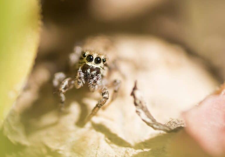 macro photography composition rules