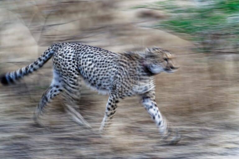 shutter speed fast animals