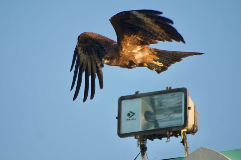 compact camera for birds