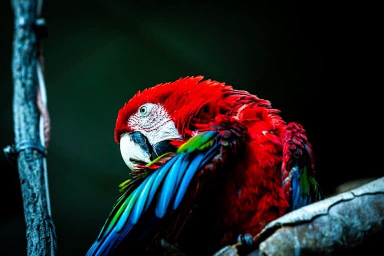 bird photo editing app