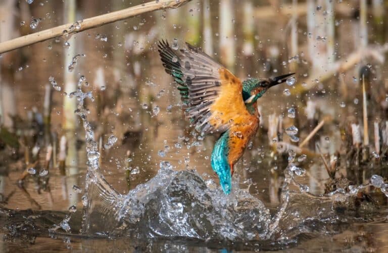 shutter speed for bird photography