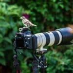 ideal aperture for birds