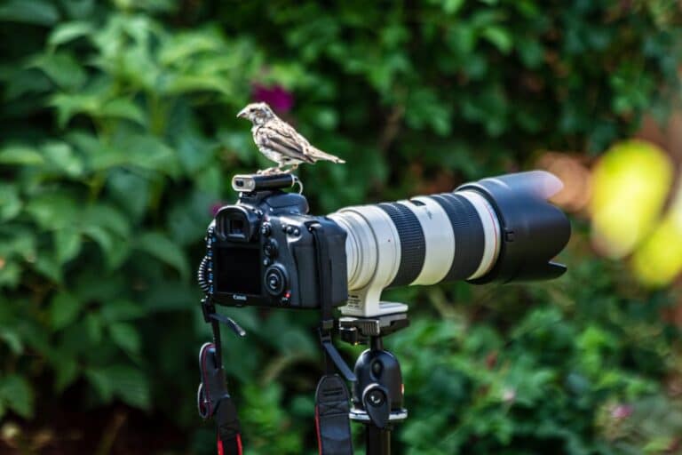 ideal aperture for birds