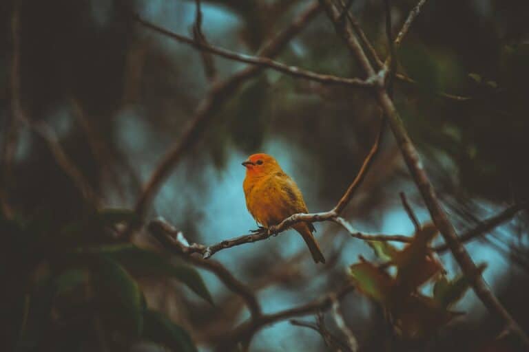 bird frame composition guide
