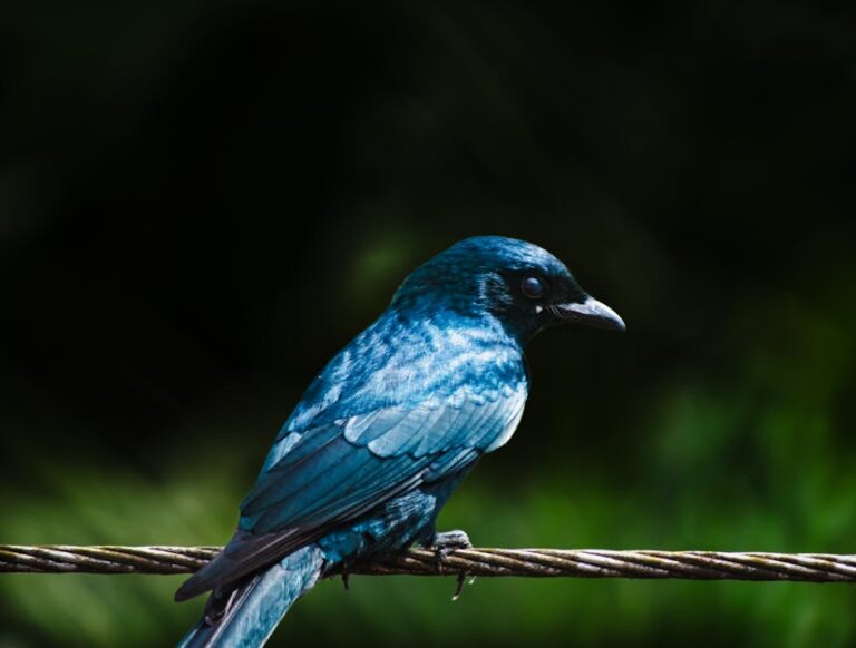 bird photo editing
