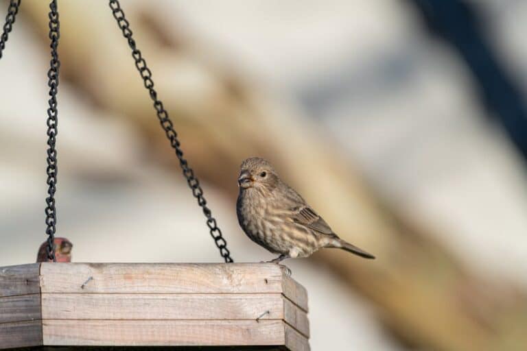 bird photo editing in photoshop
