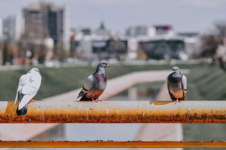 urban bird photography