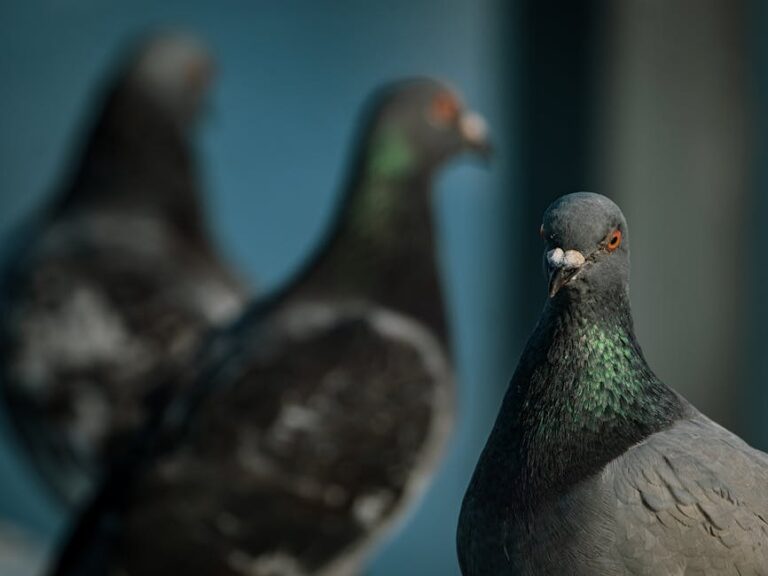 rule of thirds pigeons
