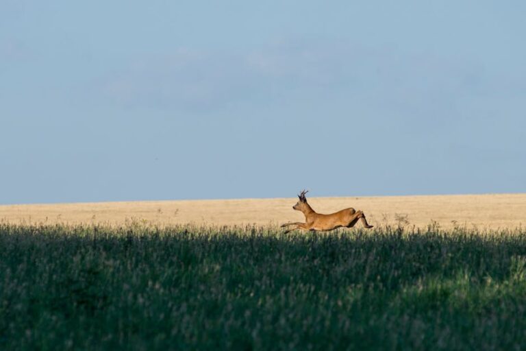 shutter speed for wildlife photography