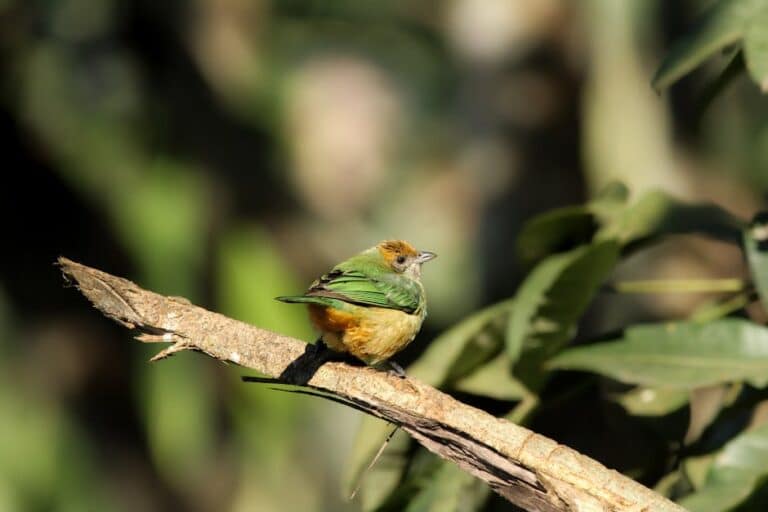 brazil bird photography techniques